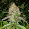 Txomango feminized seeds