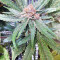 White Critical (White Widow +) feminized seeds (Original Sensible Seeds)