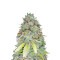 Z Glue feminized seeds (Expert Seeds)