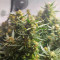 Blue Dream (Herbies Seeds)