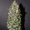 Californian Gold Seeds
