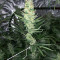 MK Ultra (Herbies Seeds)