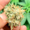 Graines de cannabis Northern Lights x Big Bud Auto (Expert Seeds)