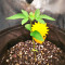 Original Glue (Nirvana Seeds)