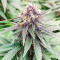 Punch Cookies Feminized Seeds (AlphaFem Seeds)