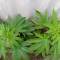 Vente de graines de cannabis Glookies (Barney's Farm)