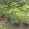 LSD Seeds - Cannabis Strain Seeds for Sale