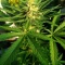 West Coast O.G. Seeds