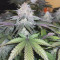 Runtz Muffin Seeds (Barney’s Farm)