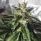 Buy Cream Caramel Auto feminized seeds by Sweet Seeds