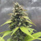 Original Auto Critical Seeds - Cannabis Strain Seeds for Sale