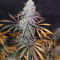 Buy Shiskaberry seeds by Barney's Farm
