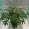 Achetez des graines féminisées Grandmommy Purple par Herbies Seeds