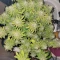 White Widow Auto (Herbies Seeds)