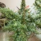 Kosher Kush 66 Autoflower feminized seeds for sale