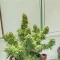 Semi femminizzati di Quarter Pounder Autoflower in vendita