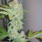 Tropicanna Banana | Strain Information | Seeds For Sale | Reviews