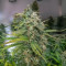 Forbidden Runtz Seeds - Cannabis Strain Seeds for Sale