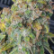 Original Afghan Kush Seeds