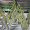 Acquista semi femminizzati Hawaii Maui Waui di Nirvana Seeds