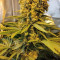 Do-Si-Dos OG Seeds - Cannabis Strain Seeds for Sale