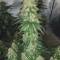 Honey Cream Fast Flowering fem cannabis seeds for sale