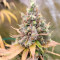 LSD Seeds - Cannabis Strain Seeds for Sale