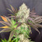 White Rhino seeds for sale by Green House Seeds