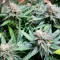 BCN Critical XXL Fast Seeds - Cannabis Strain Seeds for Sale