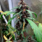 Bloody Skunk Auto (Sweet Seeds)