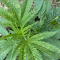 Mimosa EVO Seeds (Barney’s Farm) - Cannabis Strain Seeds for Sale