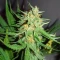 3 Bears OG Auto Seeds