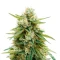Auto Bruce Banner XXL feminized seeds
