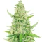 Beginner Auto Mix Pack Seeds From Herbies Seeds
