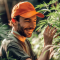 Biscotti Mintz Feminized Seeds (Barney's Farm)