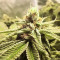 Biscotti Mintz Feminized Seeds (Barney's Farm)