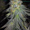 Sementes feminizadas Bruce Banner #3 (Original Sensible Seeds)