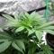 Colombian Jack Seeds