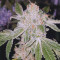 Dos Si Dos 33 Seeds (Barney's Farm)