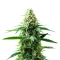Extraction RS54 Seeds