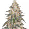 Fem Mix Pack #1 – Graines féminisées (Herbies Seeds)