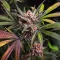 Frostbanger Auto Seeds