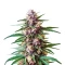 Gelato Fast Seeds