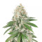 Gorilla Girl (Sweet Seeds)