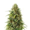 Granddaddy Purple Seeds