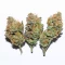Granny Candy Feminized Seeds (Humboldt Seed Company)
