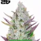 High-THC Bundle #1