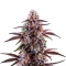 Motor Breath Seeds