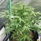 Purple Juice Auto Seeds (Herbies Seeds)