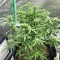 Graines de Purple Juice Auto (Herbies Seeds)